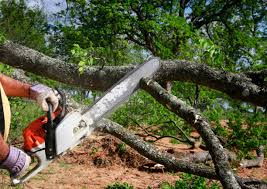 Best Tree Mulching  in Brookville, PA